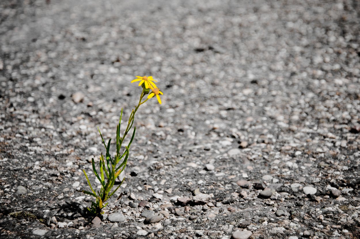 Цветочек из асфальта