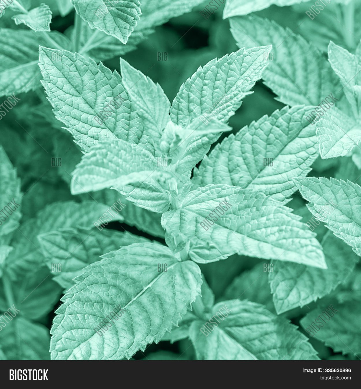 Мята дерево