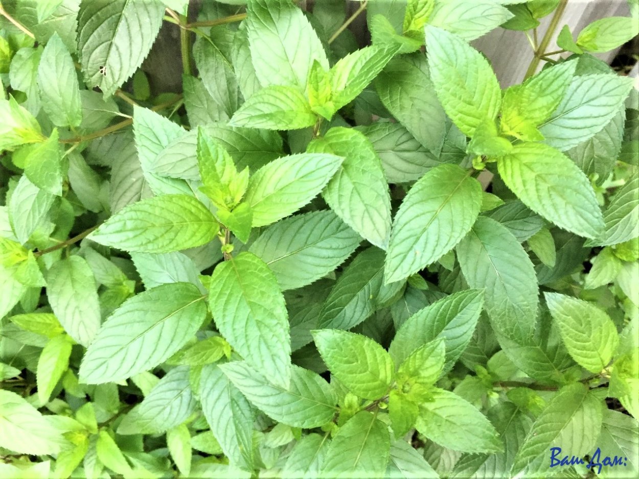 Зеленая веточка