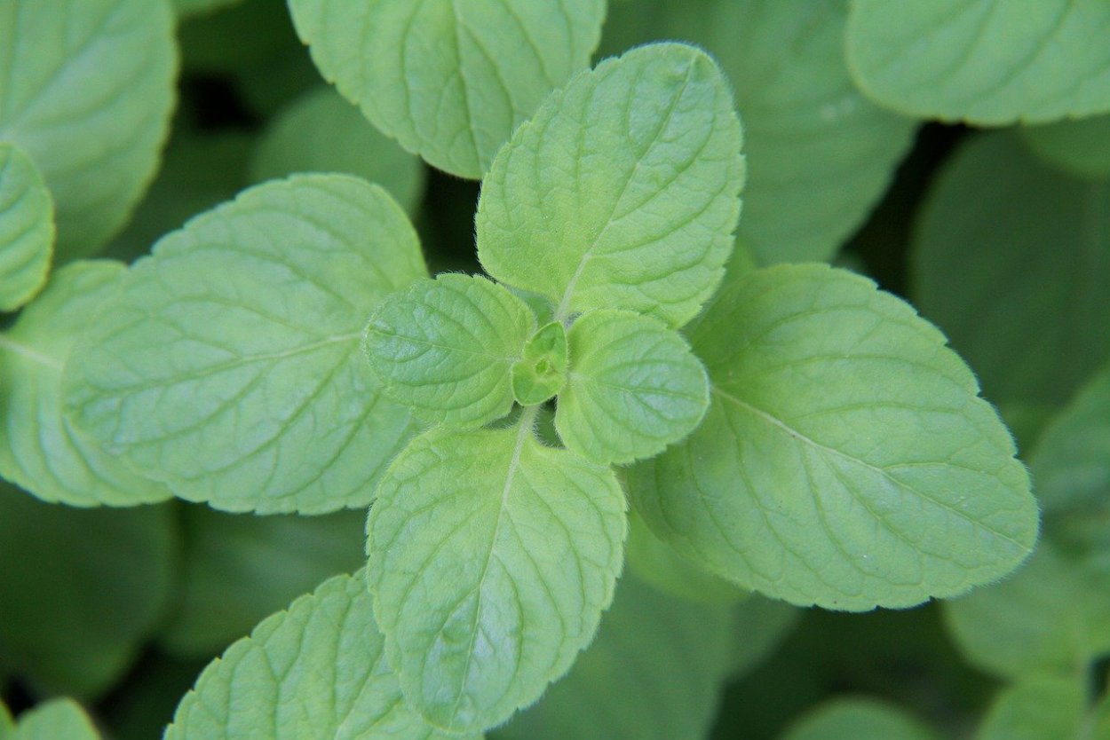 Мята перечная чай