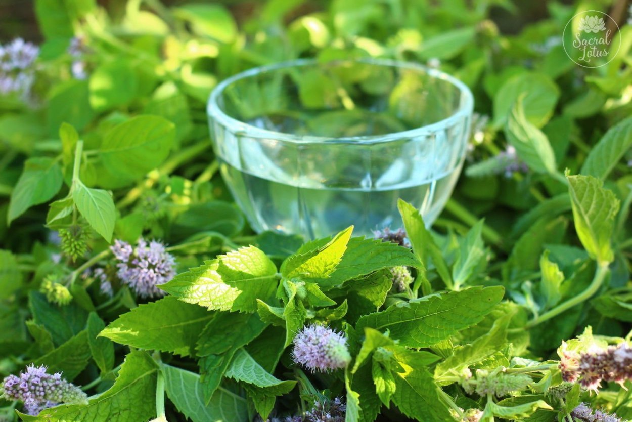 Мята остролистная