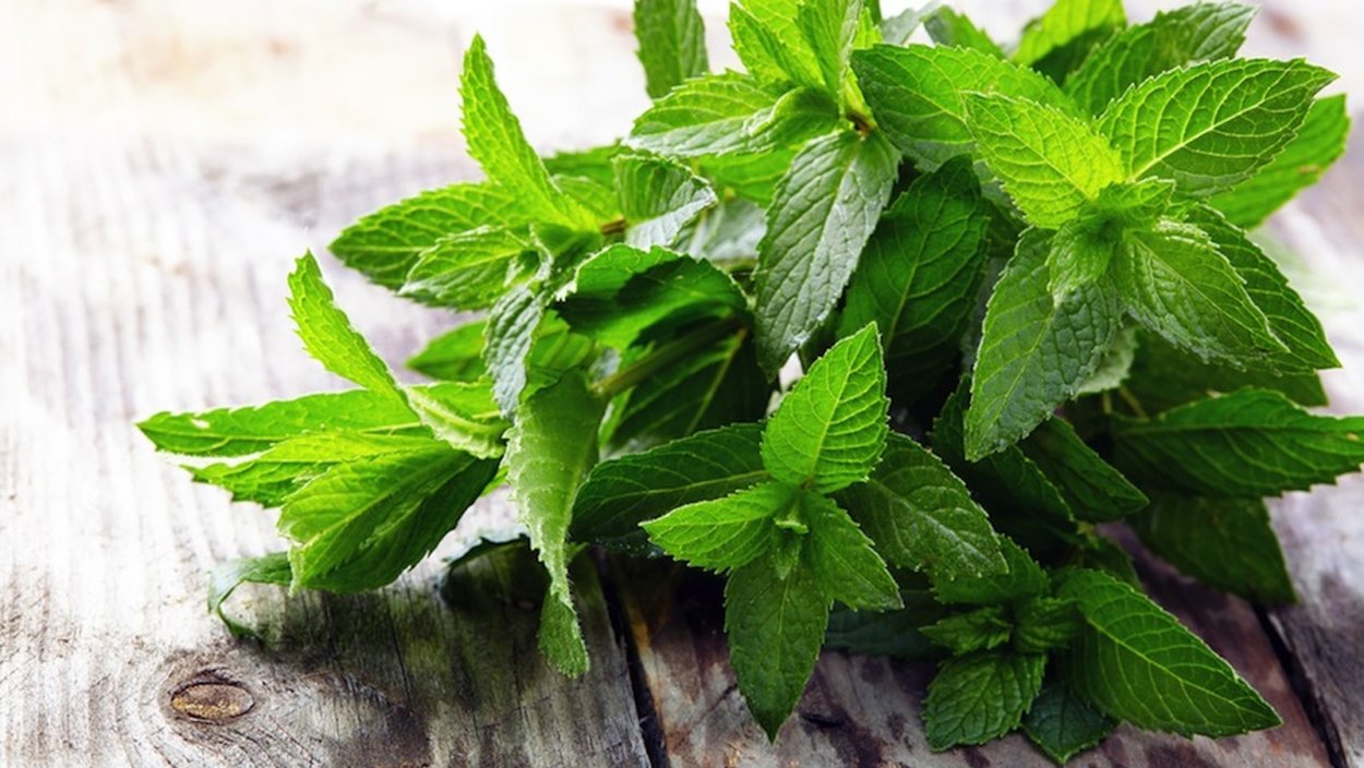 Листва Эстетика