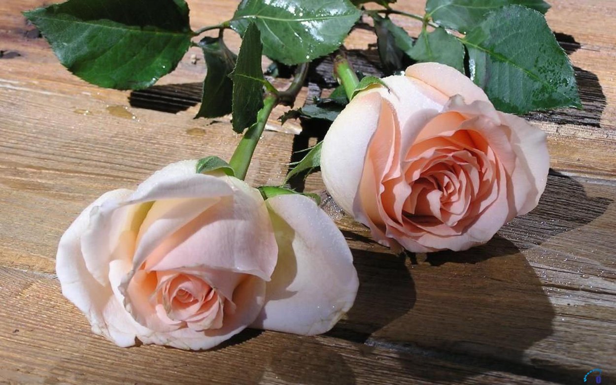 Цветы букет из роз