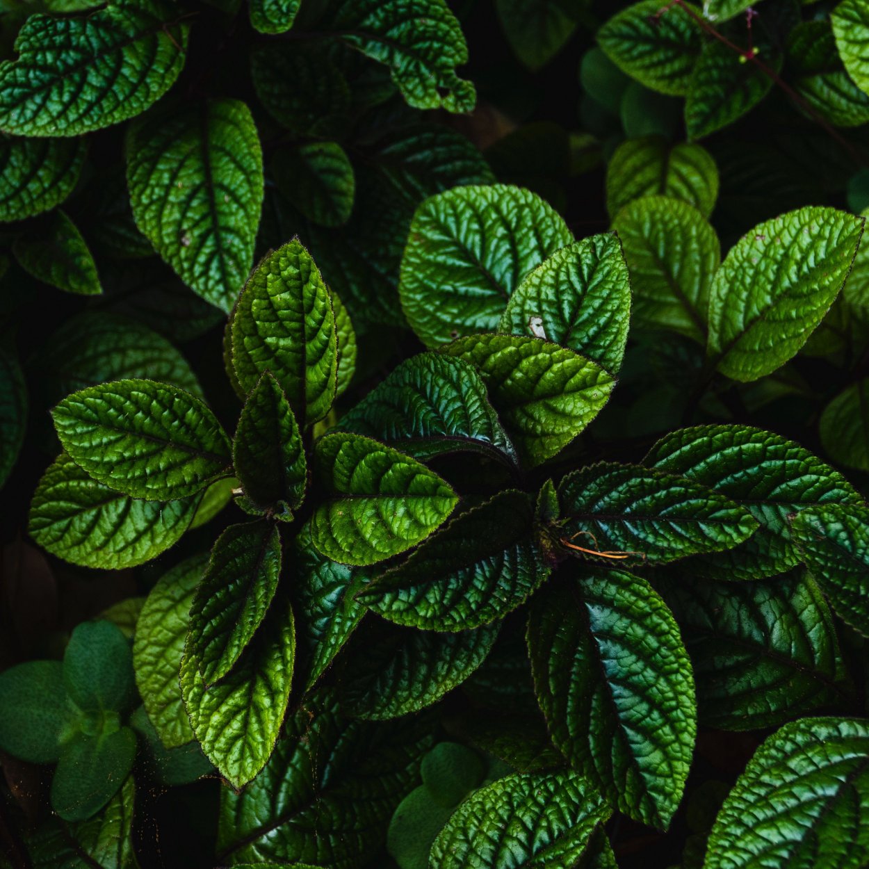 Пулегиевая мята