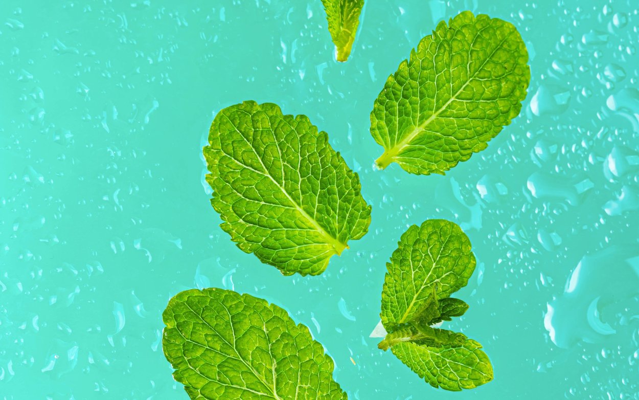 Затемненные листья