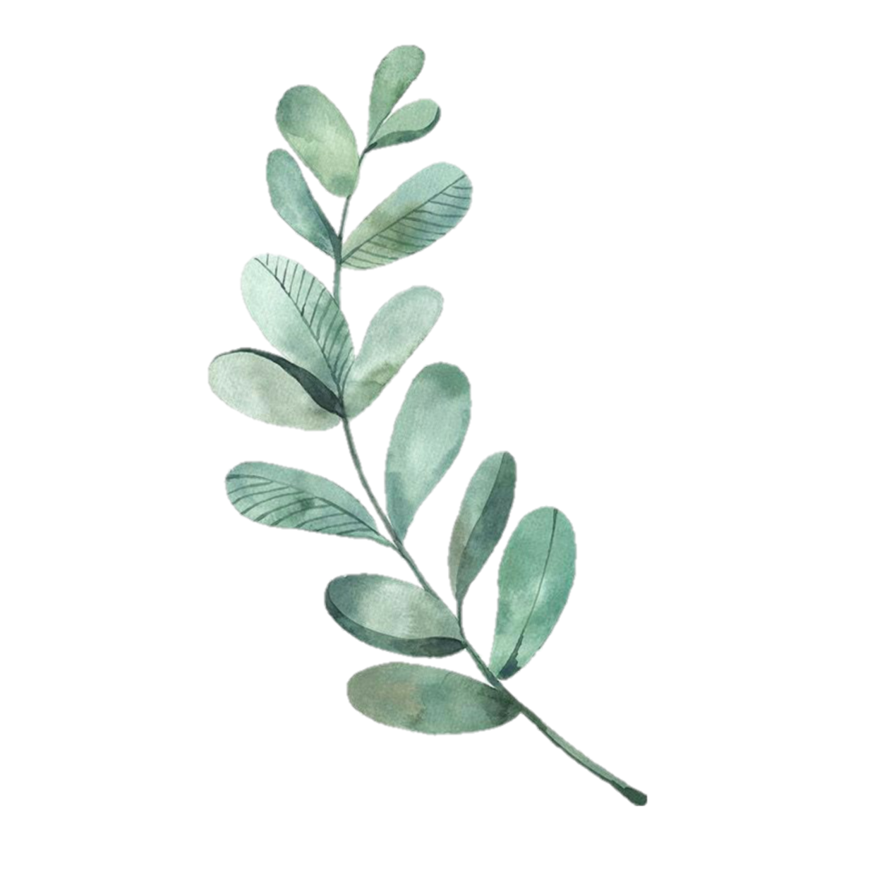 Мята базилик