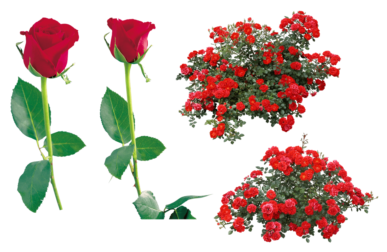 Гулар манзараси