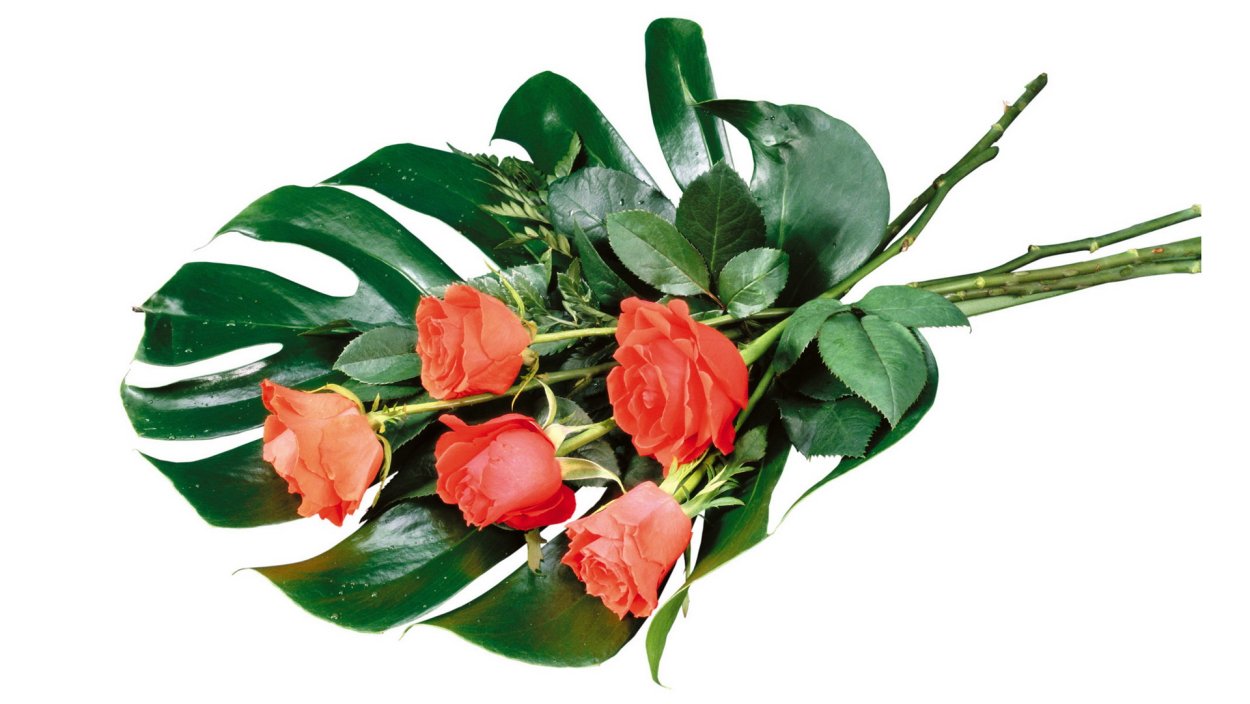 Цветы две розы