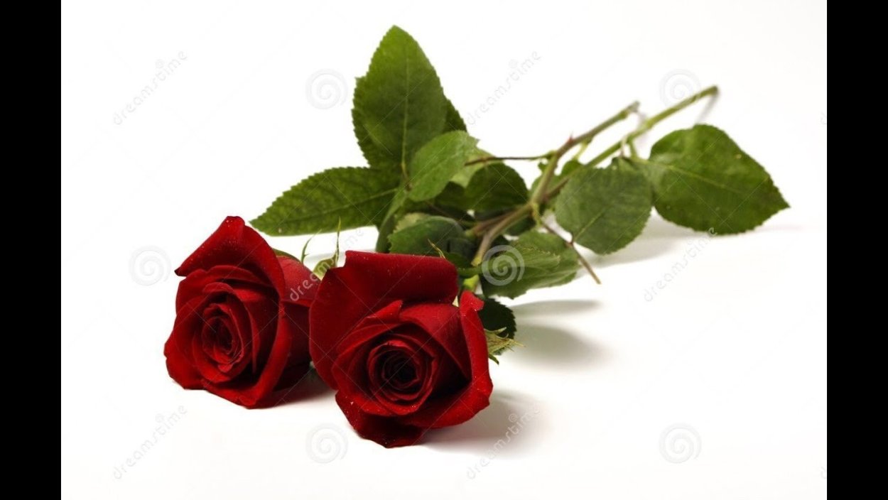 Траурные розы на прозрачном фоне