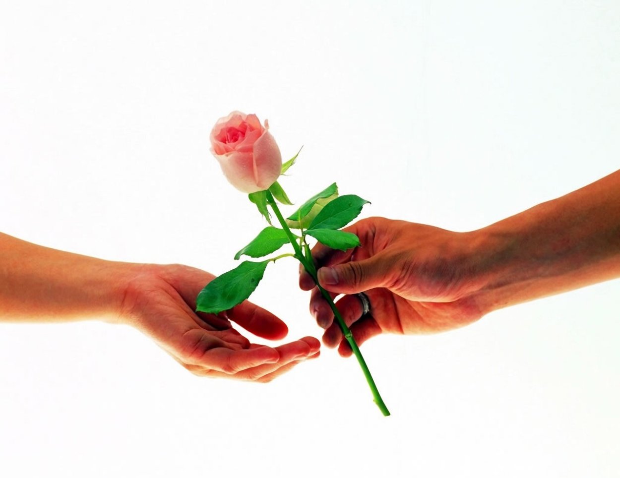 Шикарный красный букет