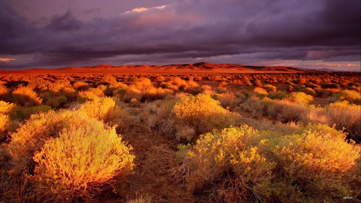 Степи Северной Америки прерии