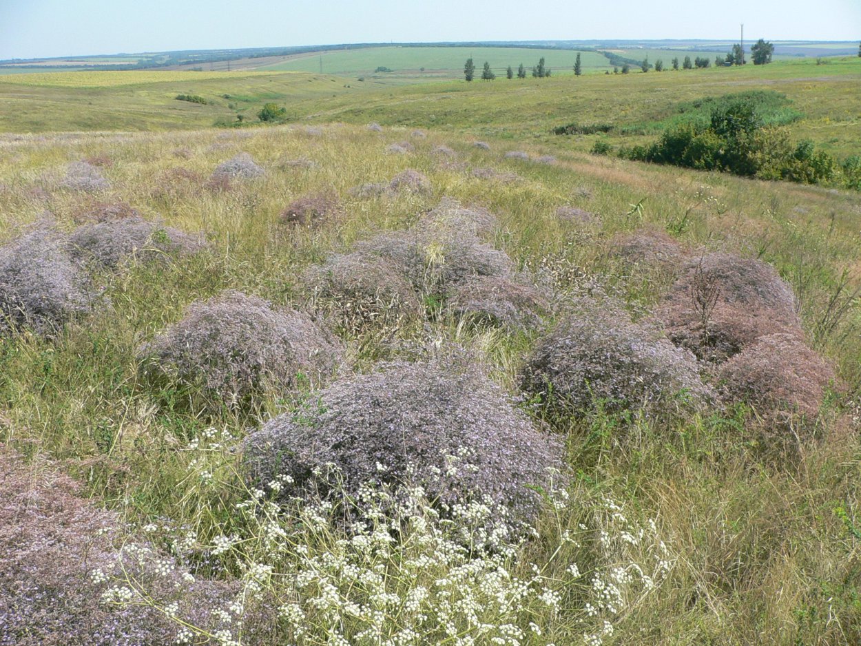 Растения в крымской степи