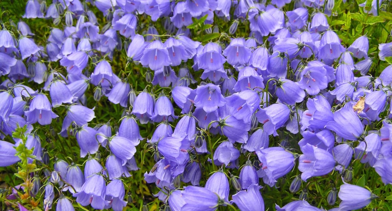 Колокольчик в природе