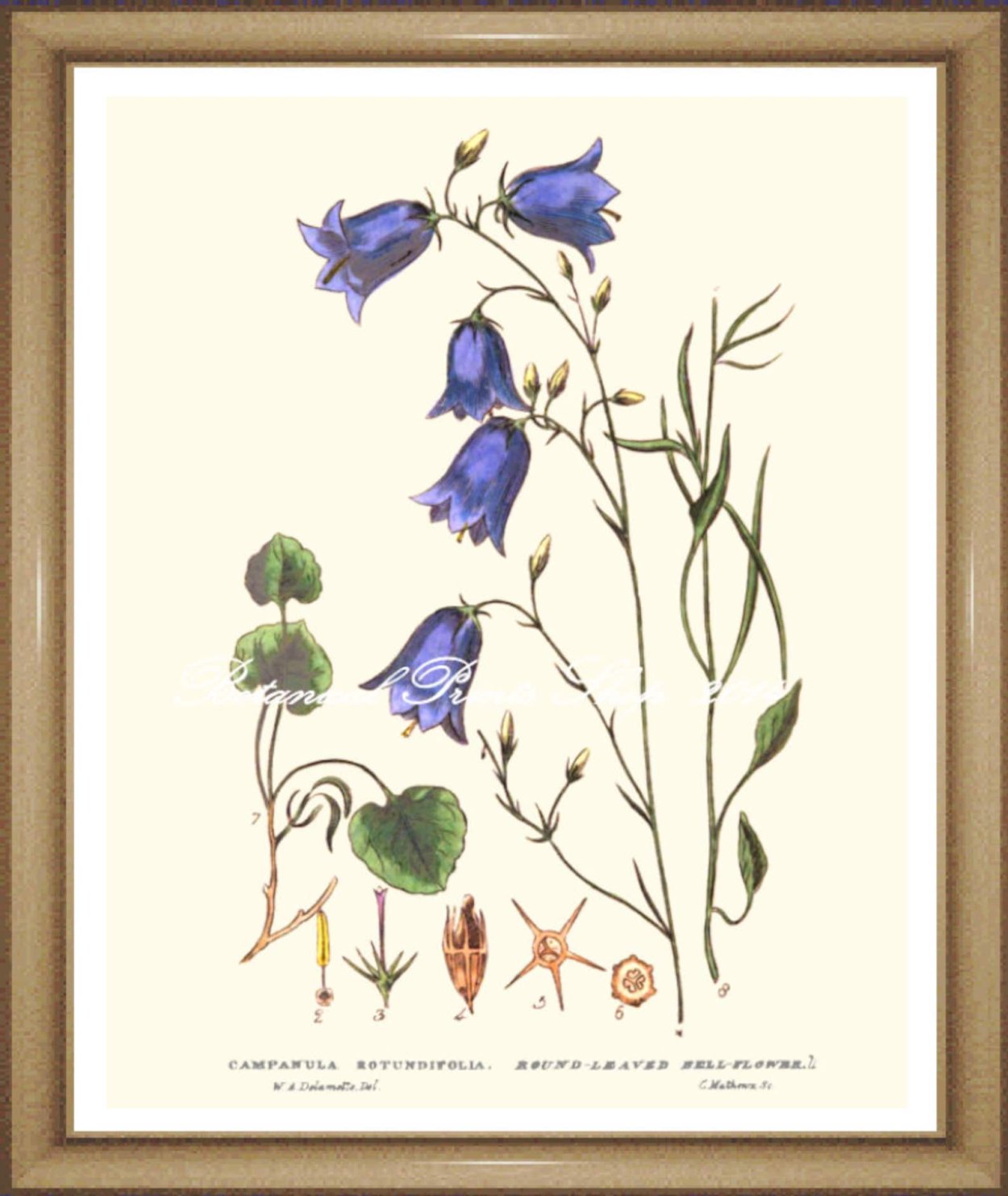 Колокольчики в саду