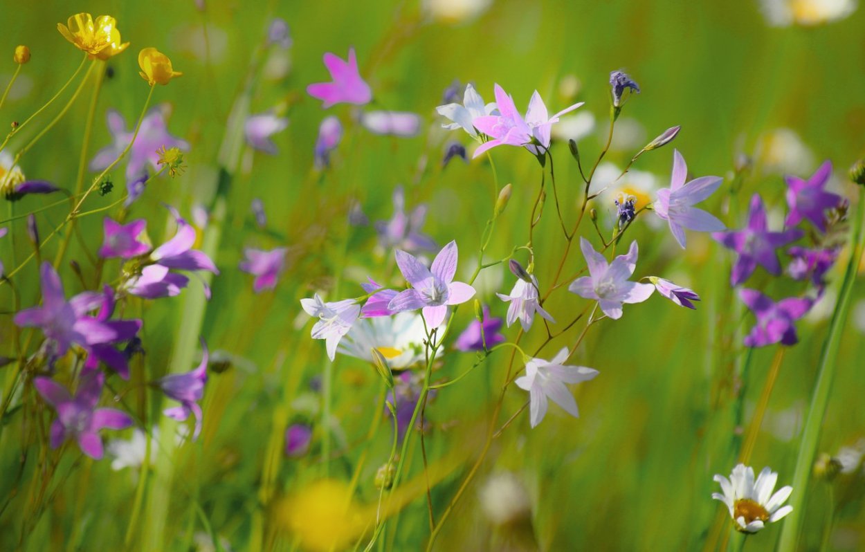 Колокольчик Луговой