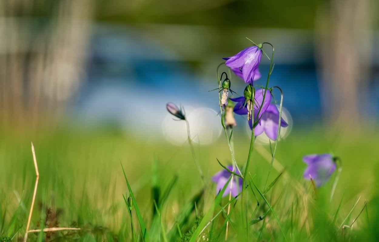 Колокольчик Луговой цветок