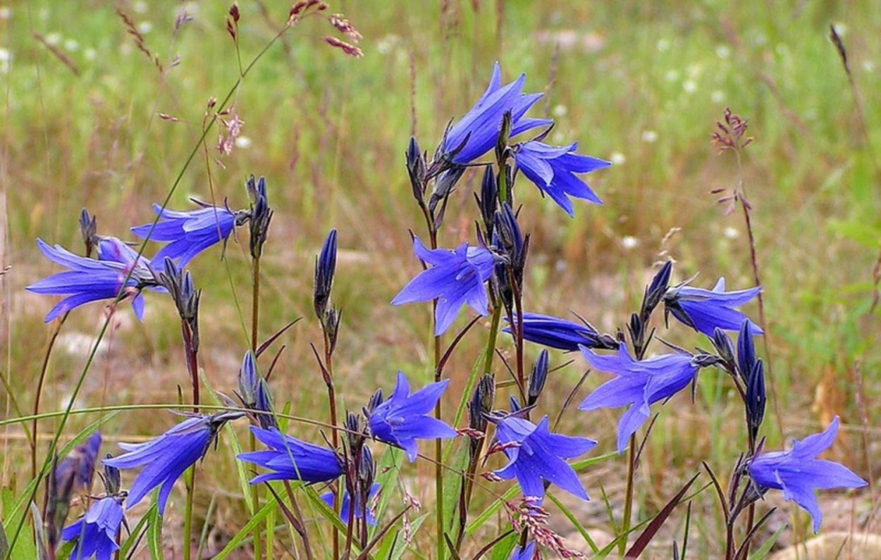 Колокольчик раскидистый