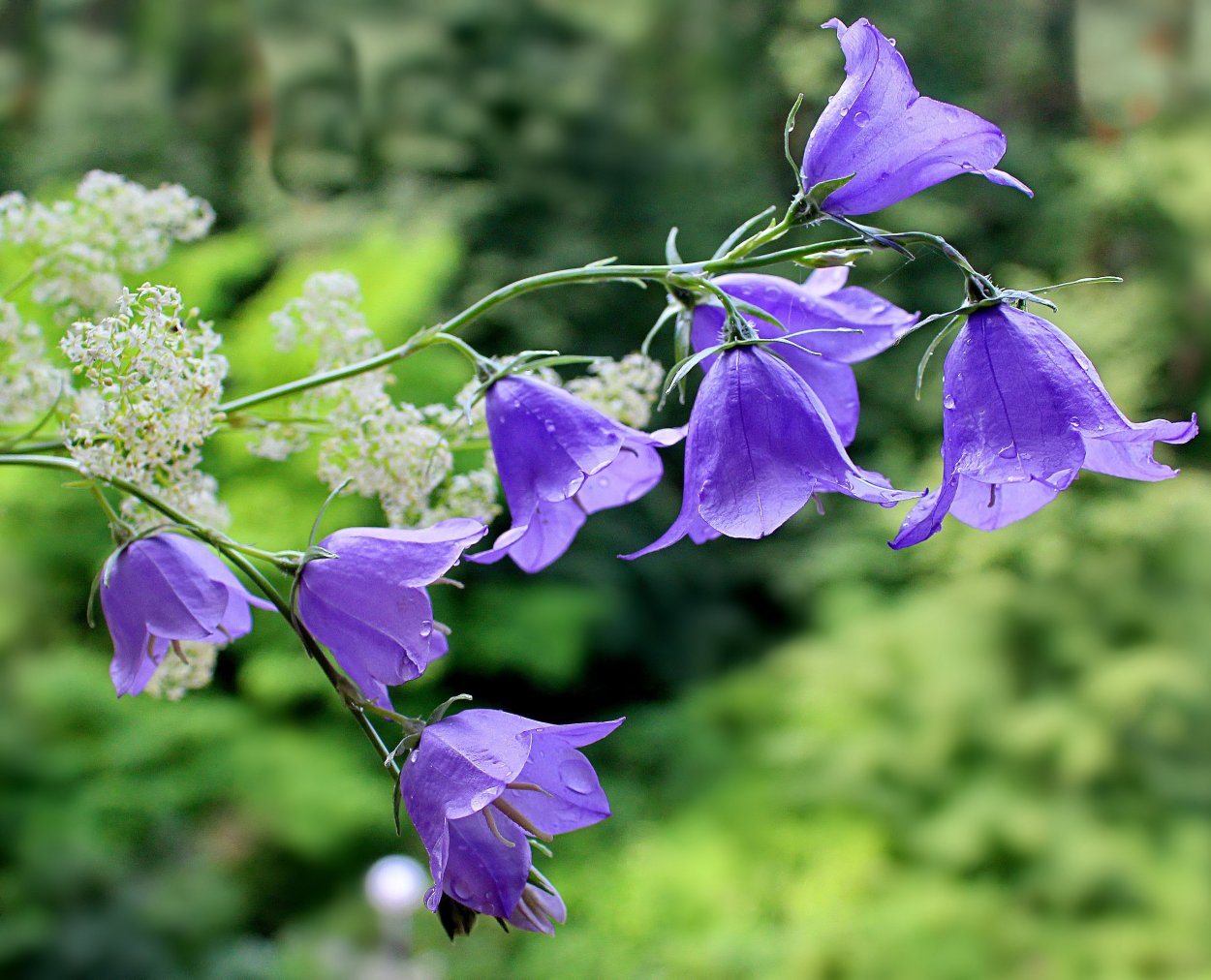 Колокольчик Андийский