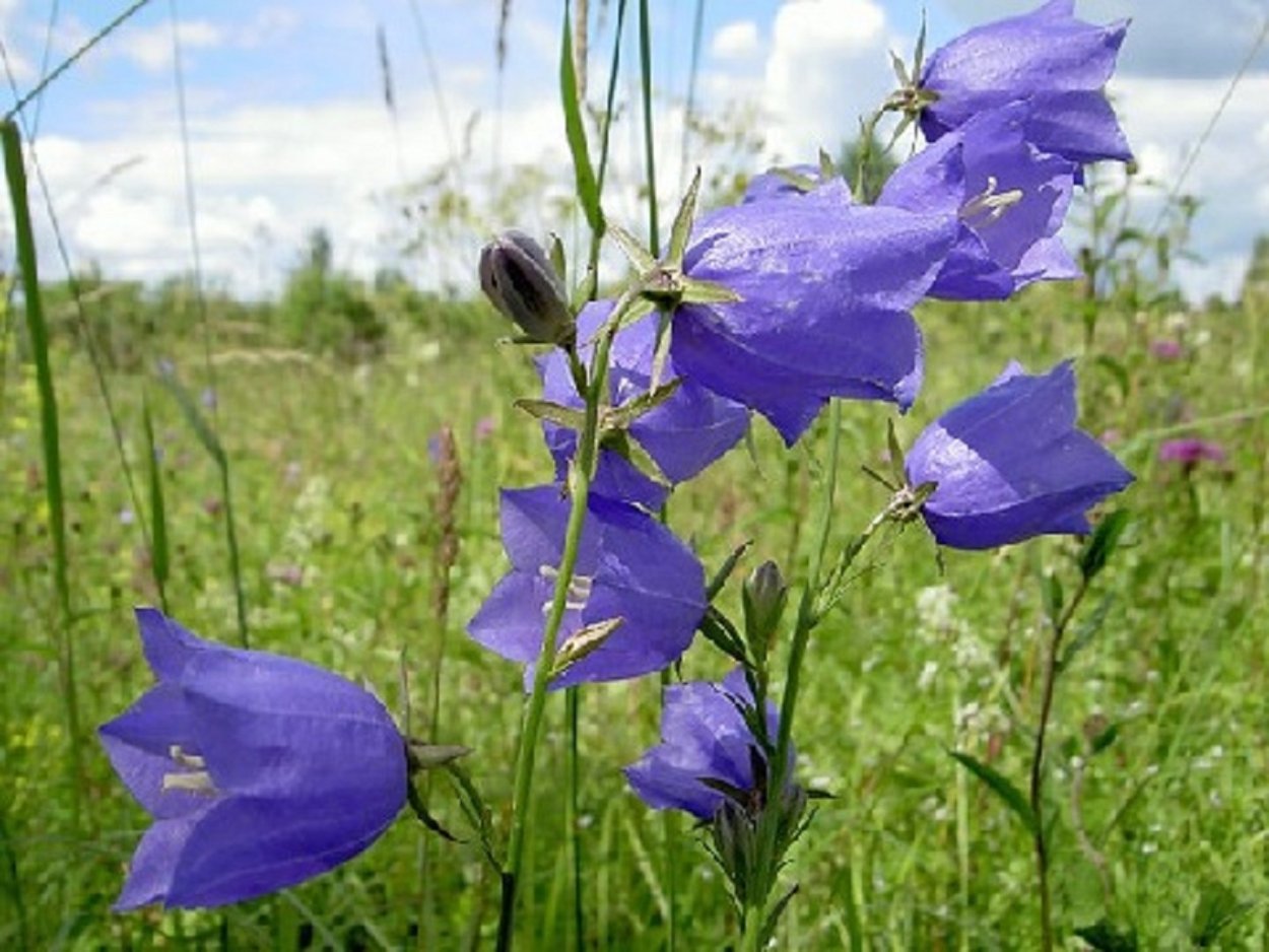 Колокольчик Степной Волгоград