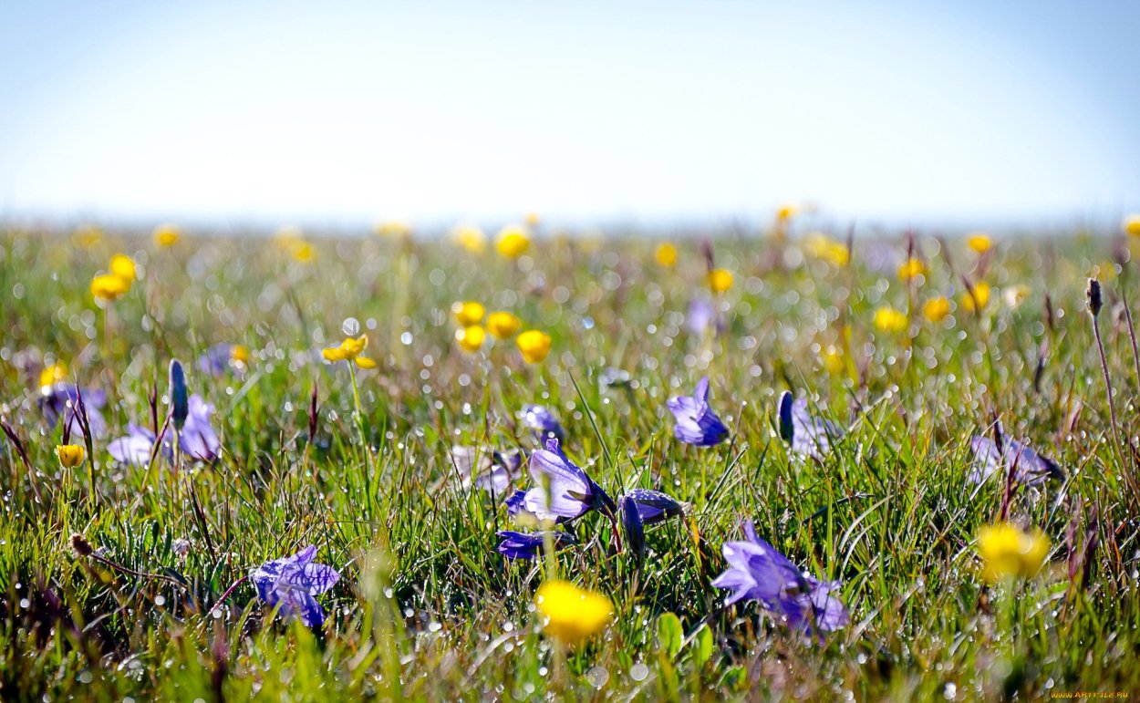 Колокольчик полевой
