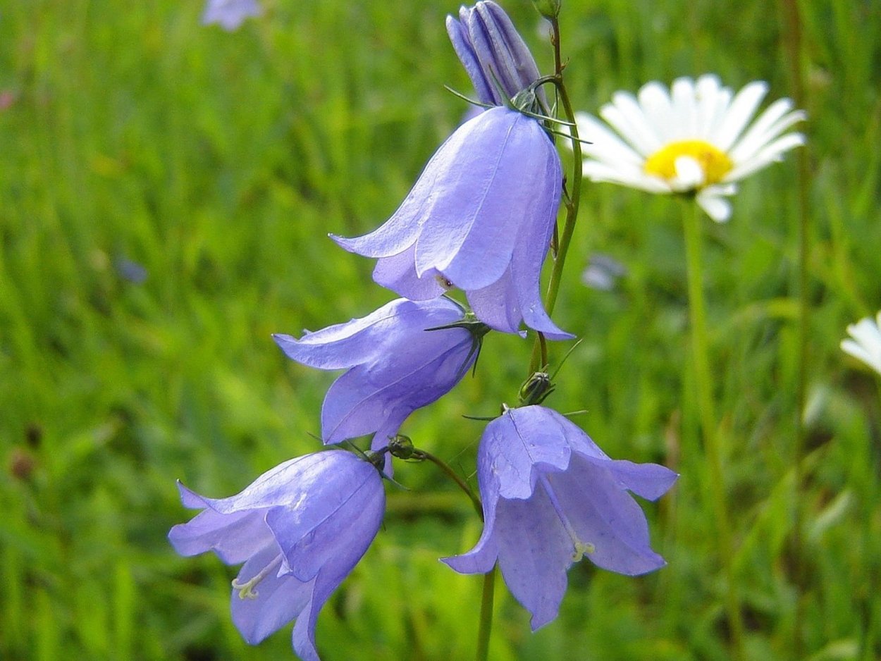 Колокольчик раскидистый