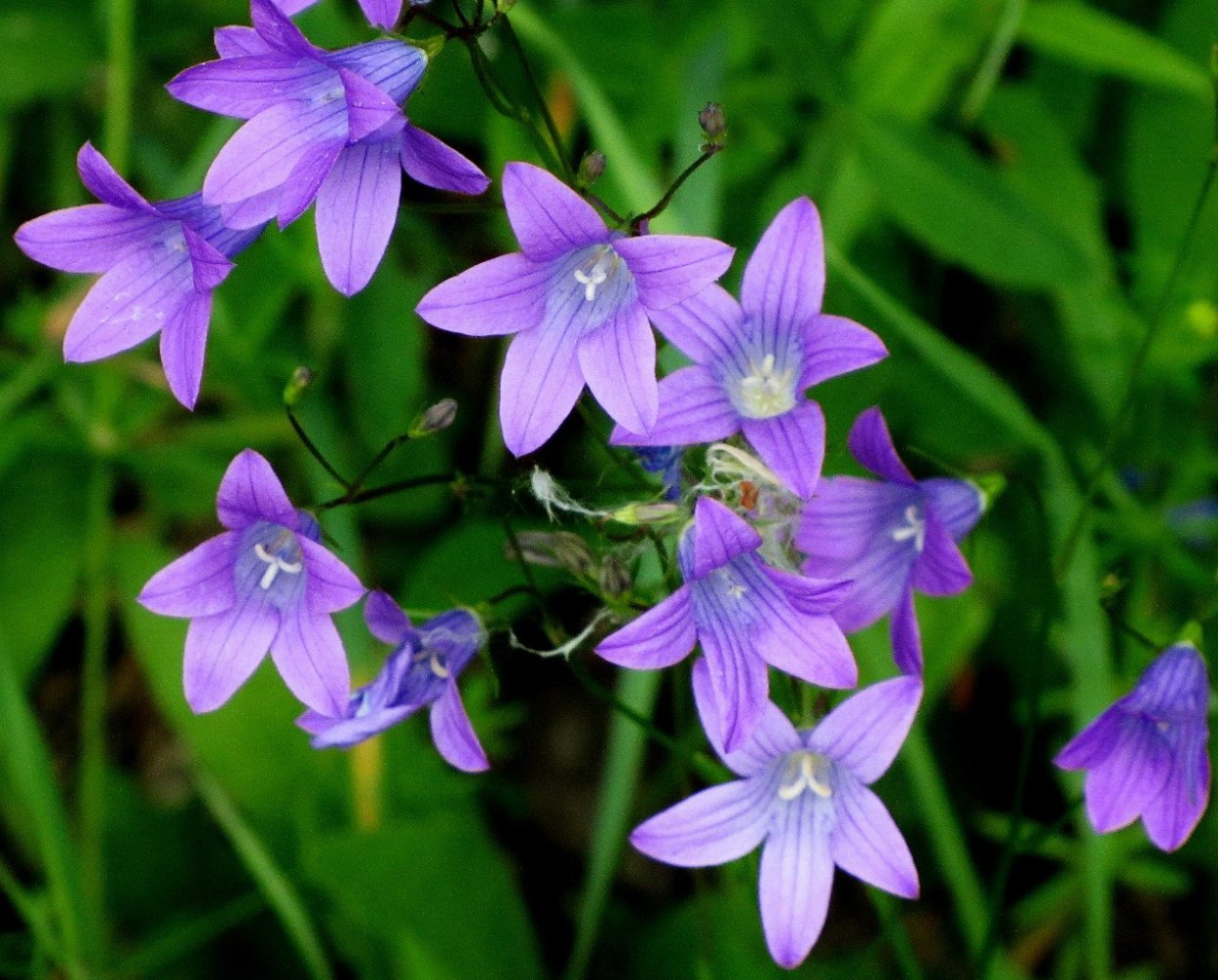 Полевые цветы Крыма