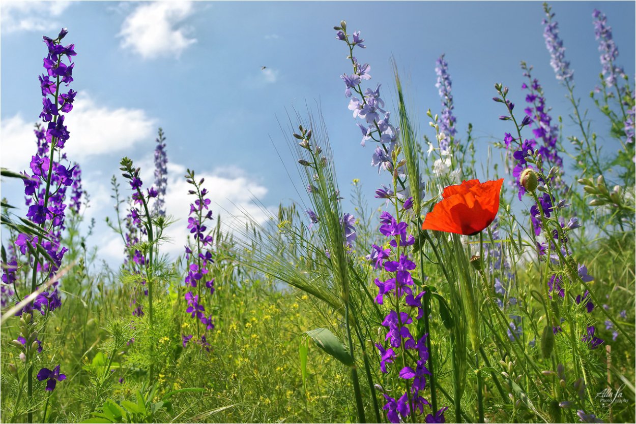 Колокольчик тонколистный полевой