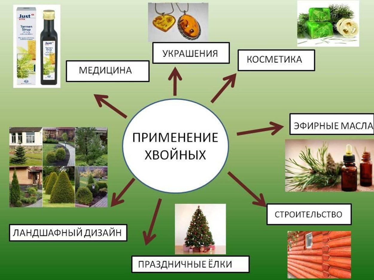 Хвоя голосеменных растений. Роль хвойных в жизни человека. Роль хвойных растений в природе. Голосеменные растения в жизни человека.