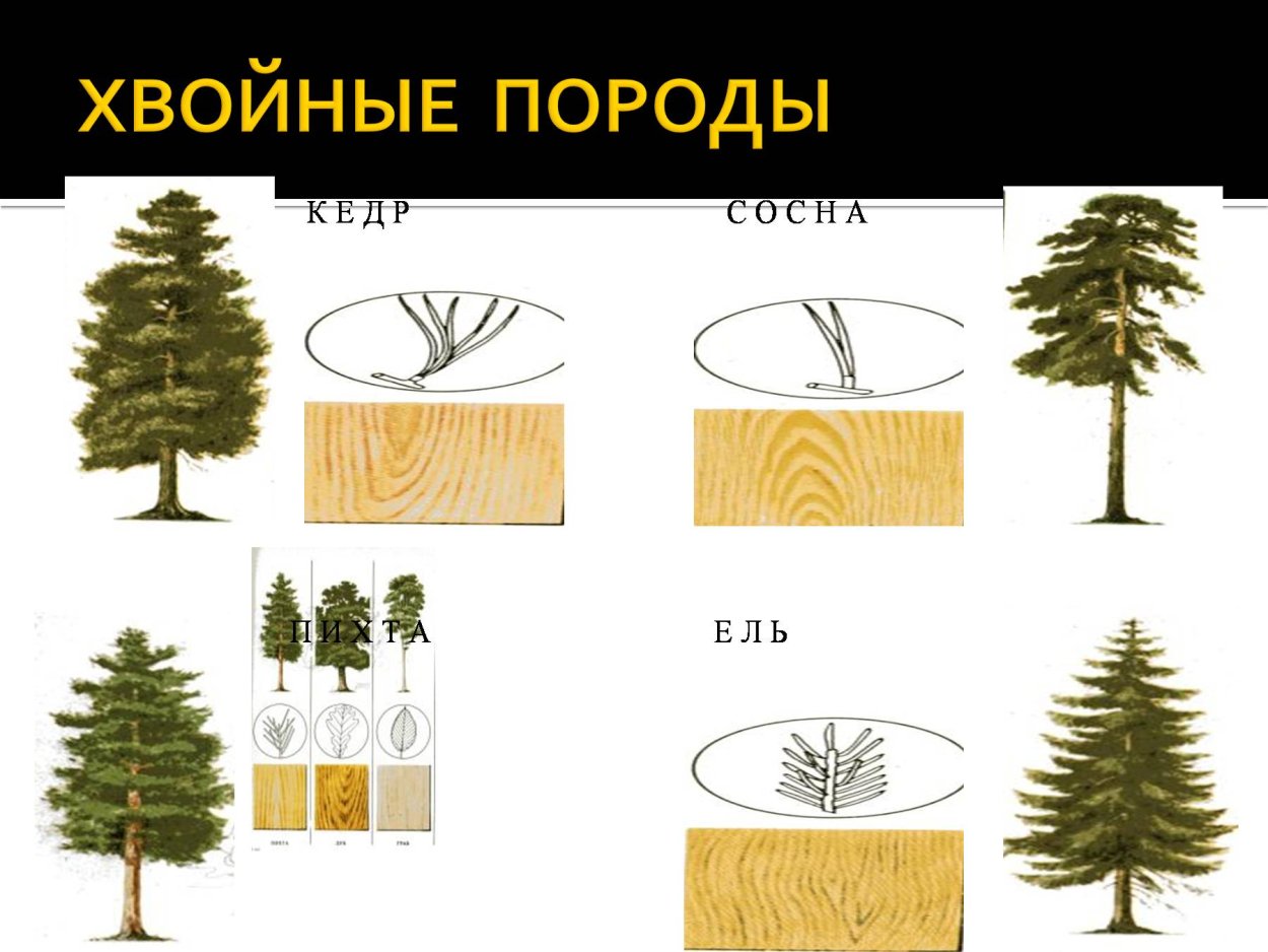 Хвойные породы деревьев