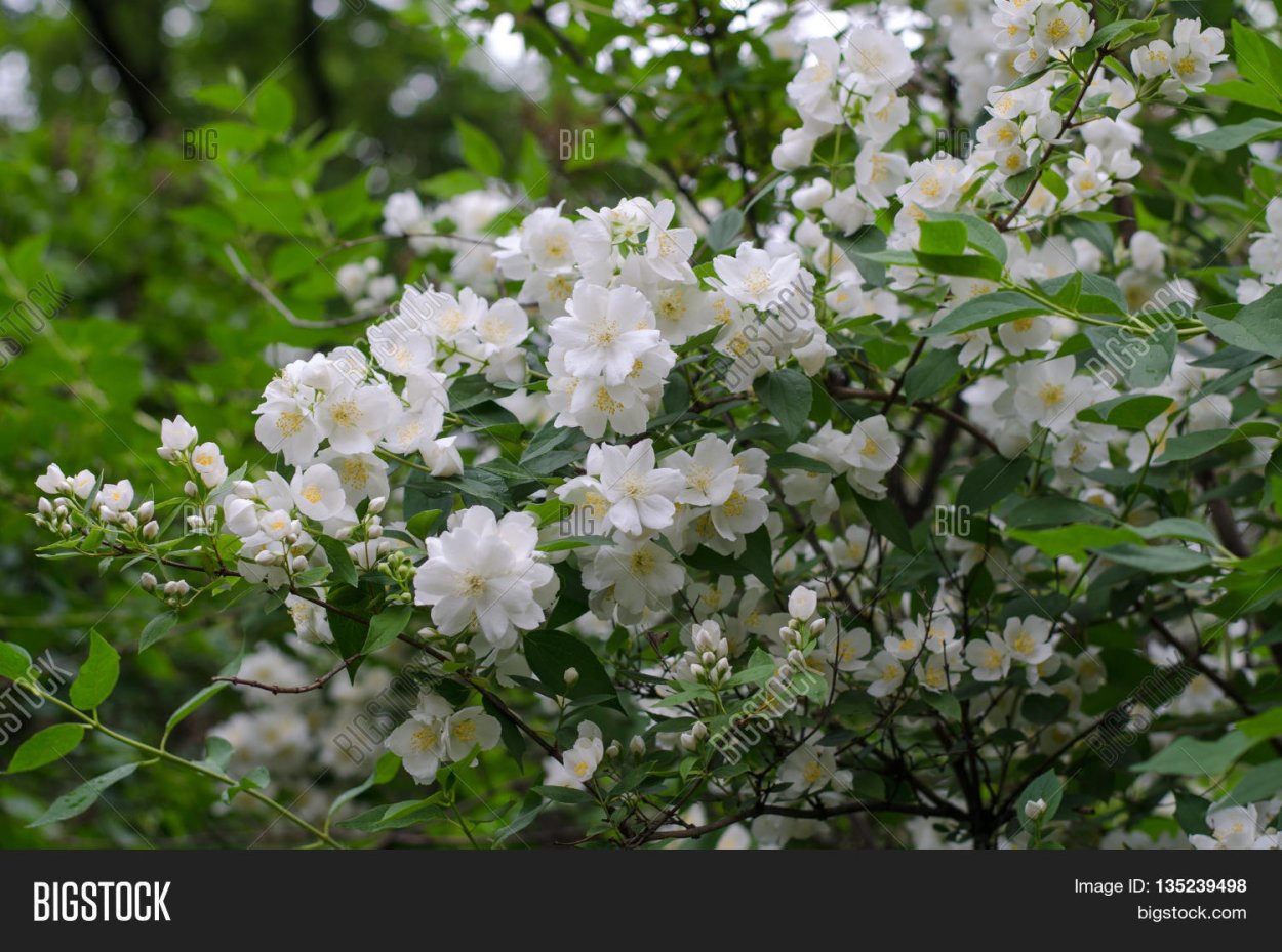 Жасмин чубушник осенью