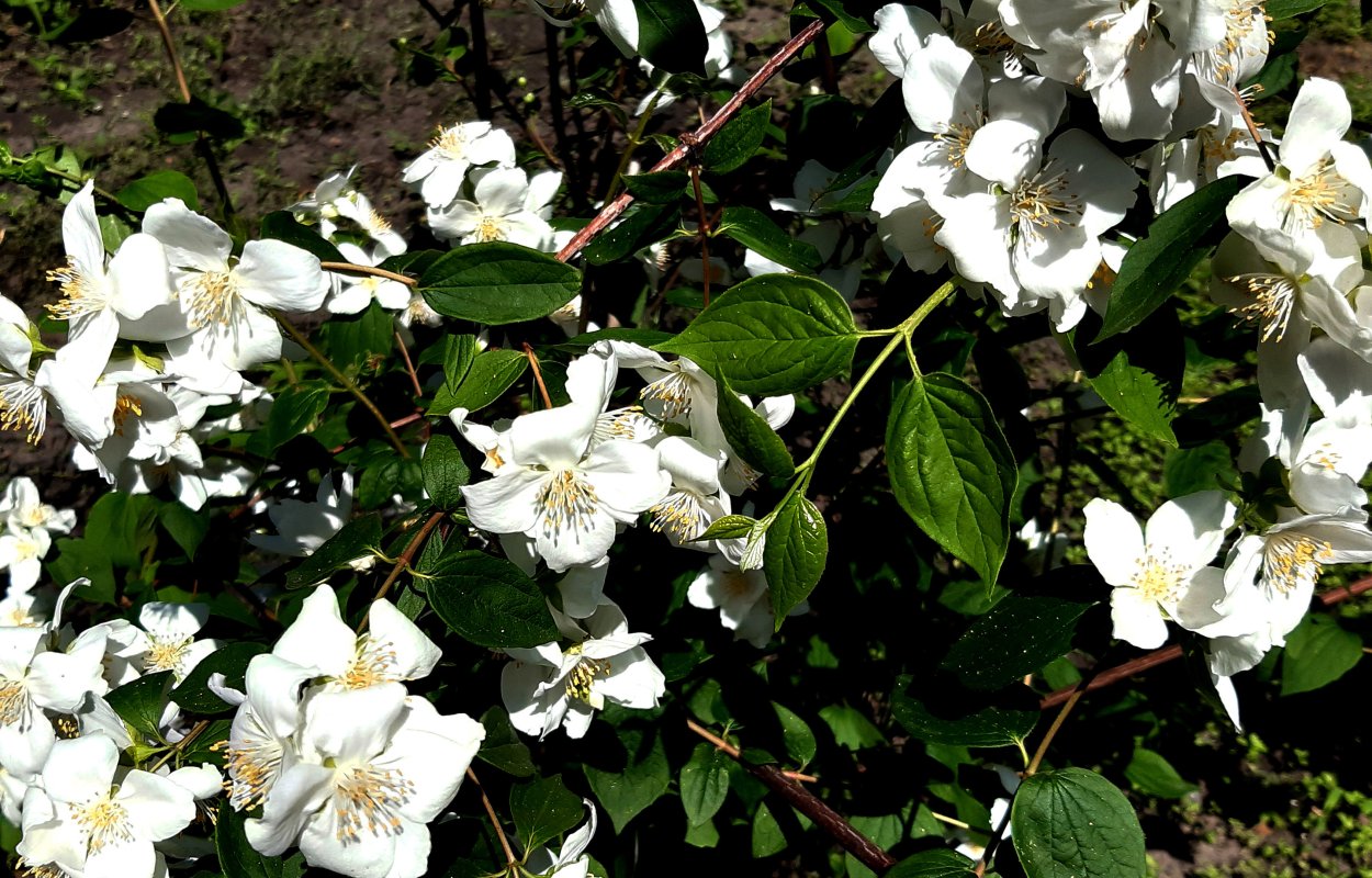 Жасмин кустарник