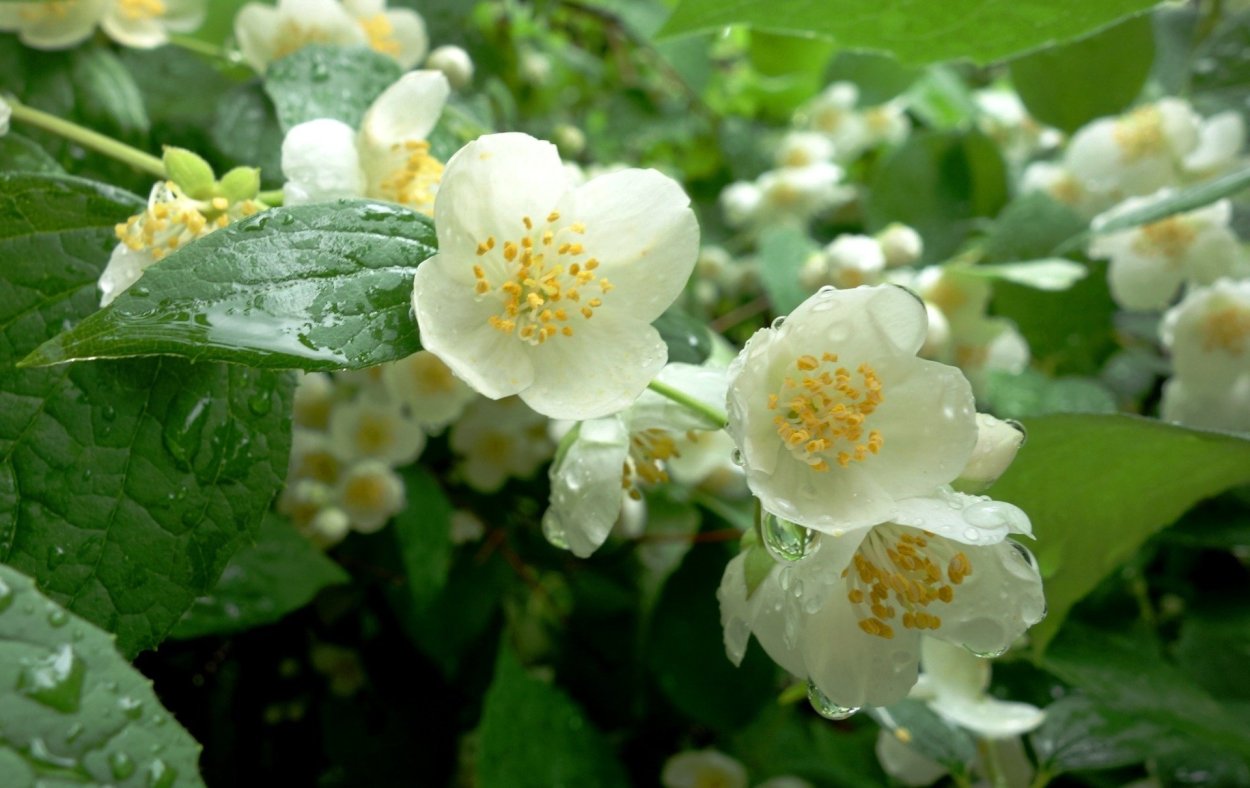 Жасмин кустарниковый