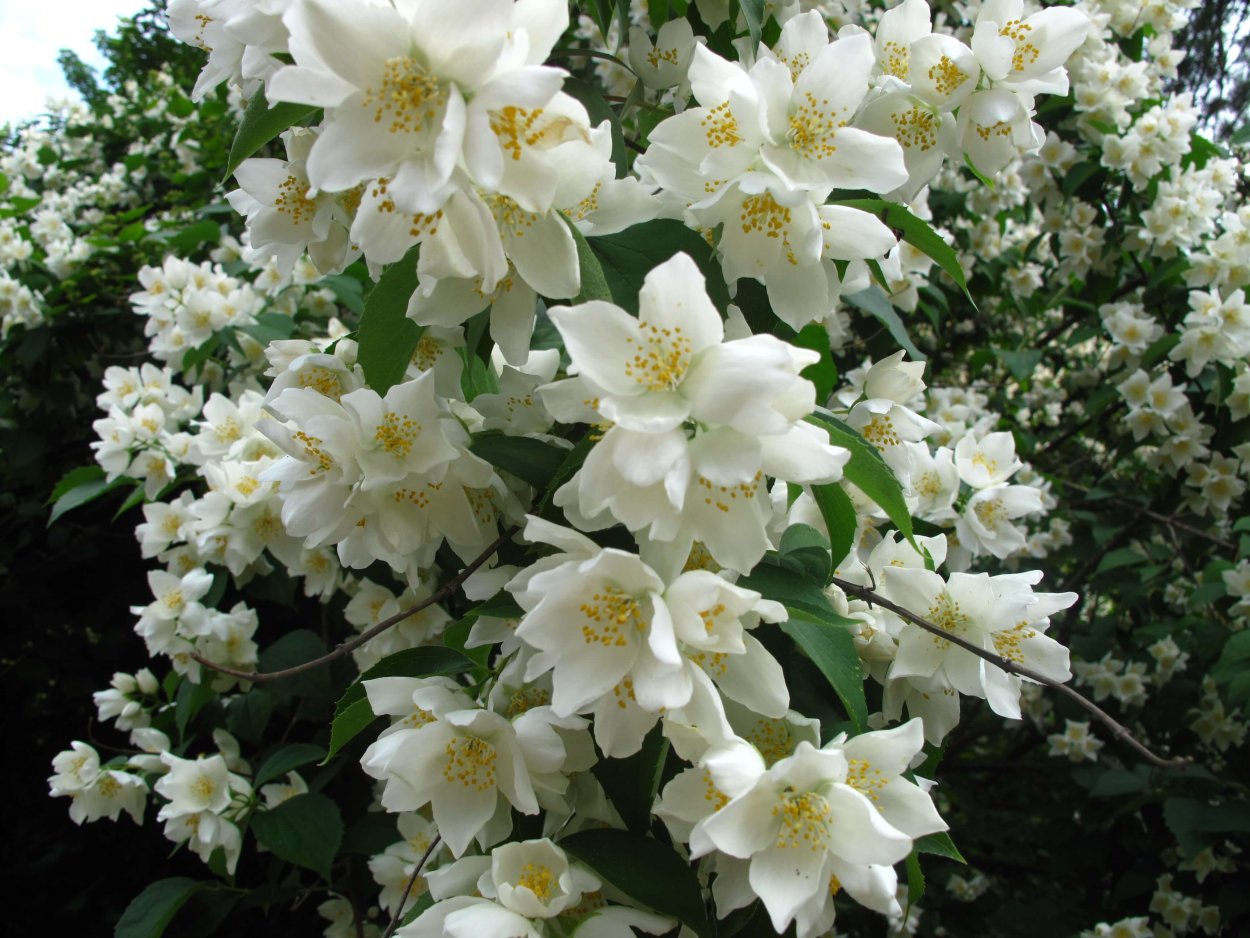 Жасмин кустовой