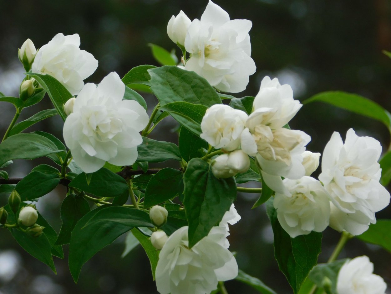 Чубушник балет мотыльков