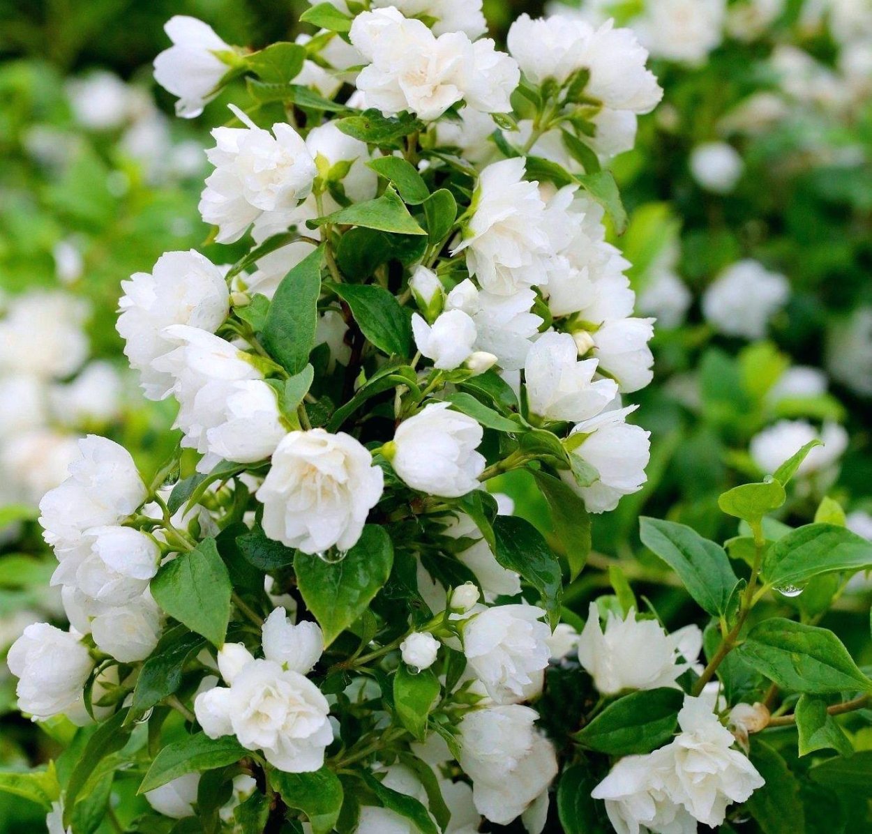 Жасмин чубушник Сноубель