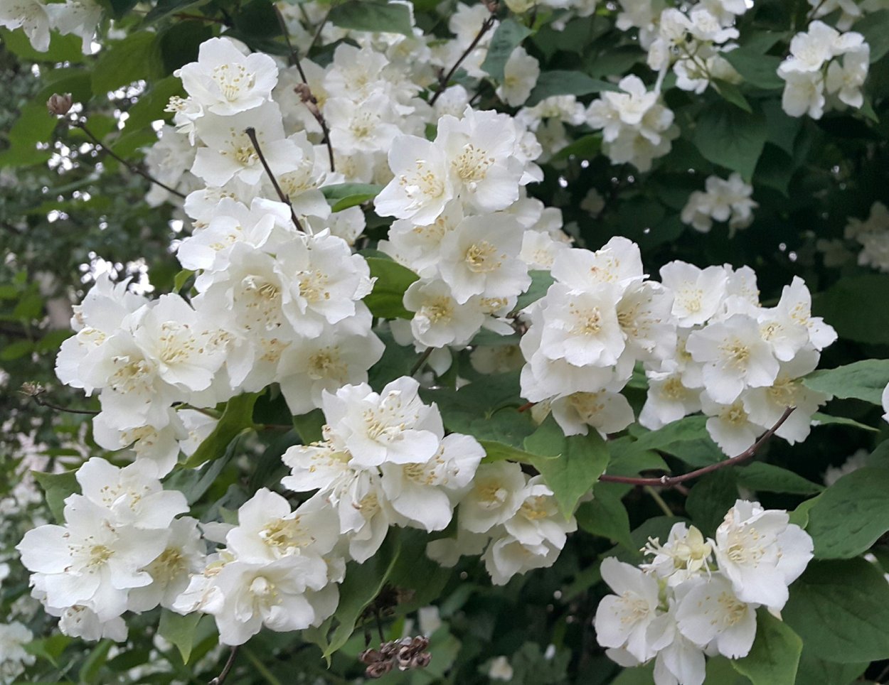 Жасмин чубушник куст