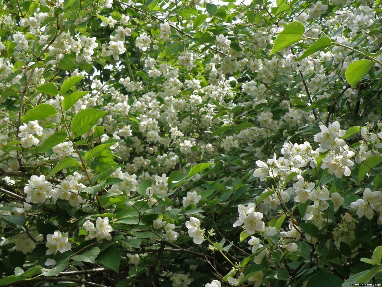 Жасмин куст дерево