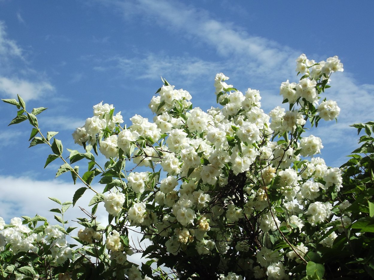 Жасмин чубушник