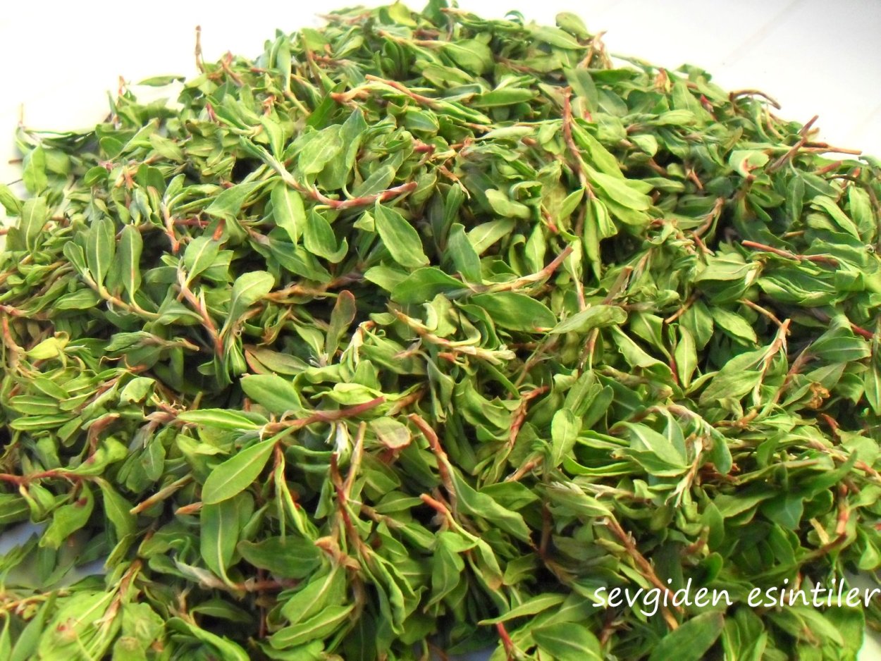 Ёлоту трава