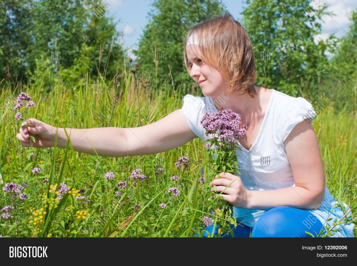 Люди собирают лекарственные травы