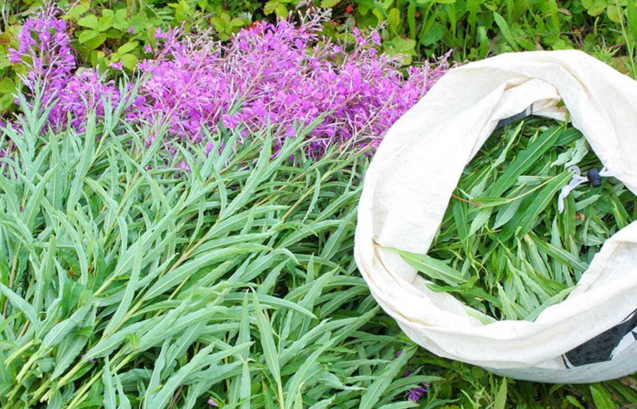 Иван-чай - эликсир жизни наших предков