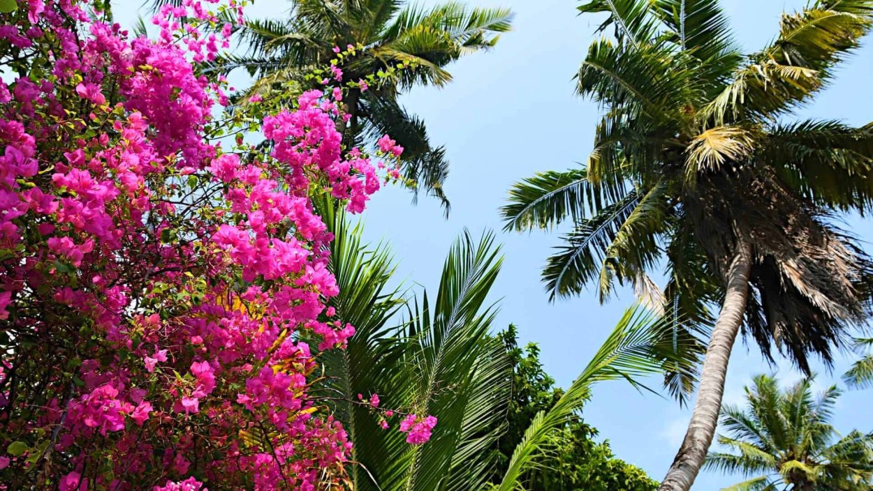 Мальдивы растения бугенвиллия
