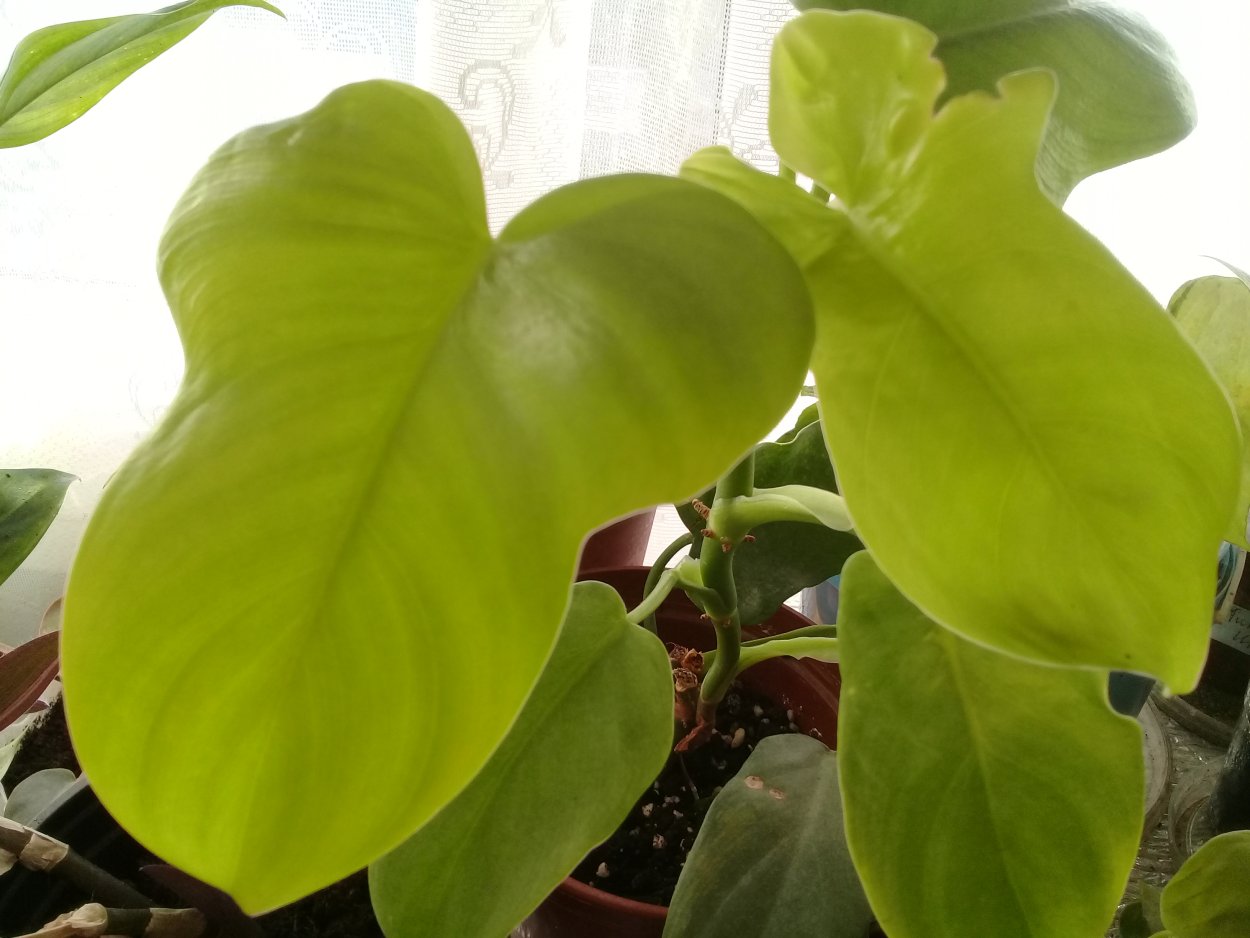 Филодендрон bipennifolium