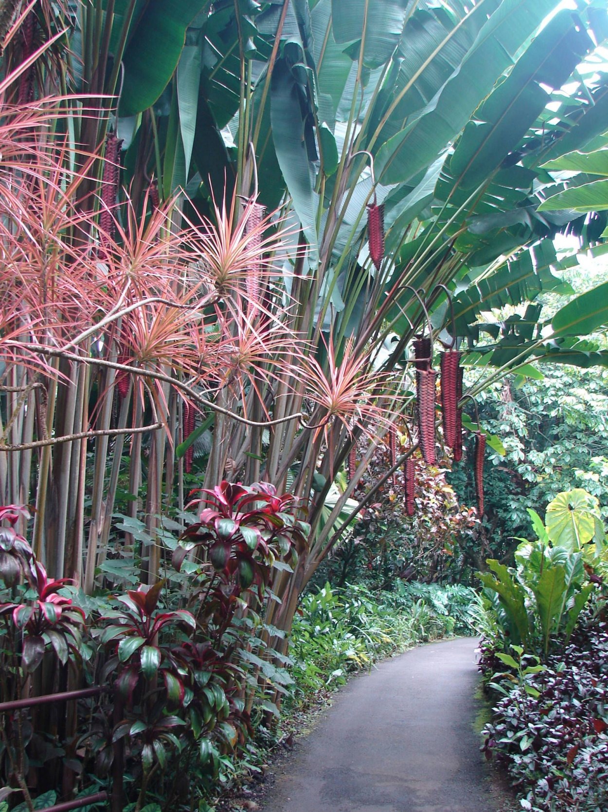 Тропический Ботанический сад Гавайи (