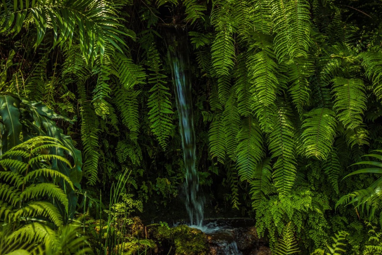 Папоротники лианы