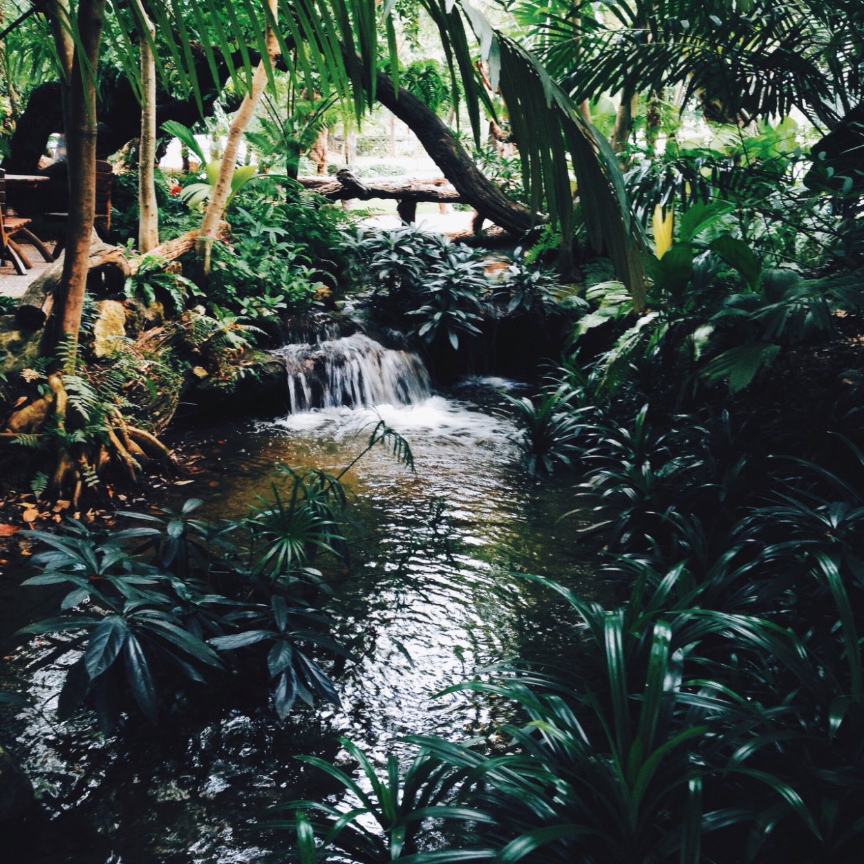 Джунгли aesthetic