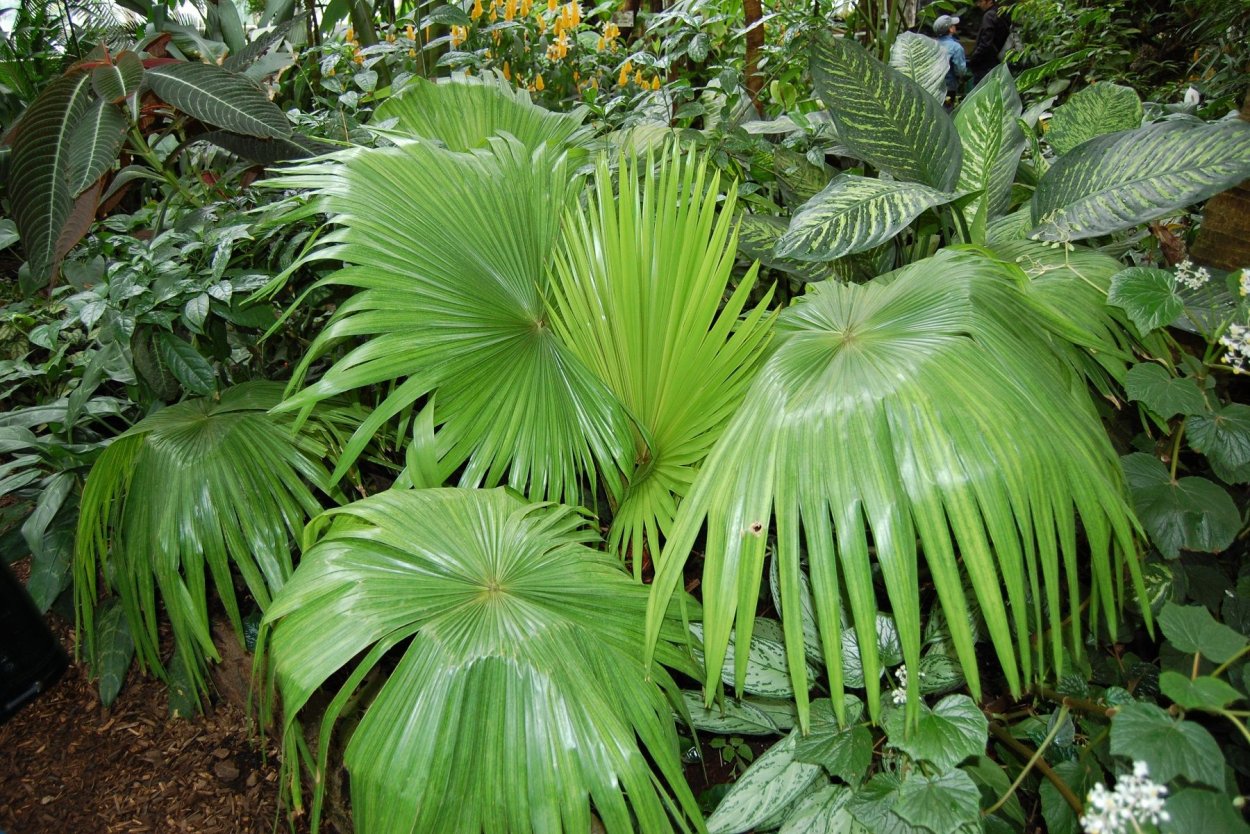 Тропические кустарники