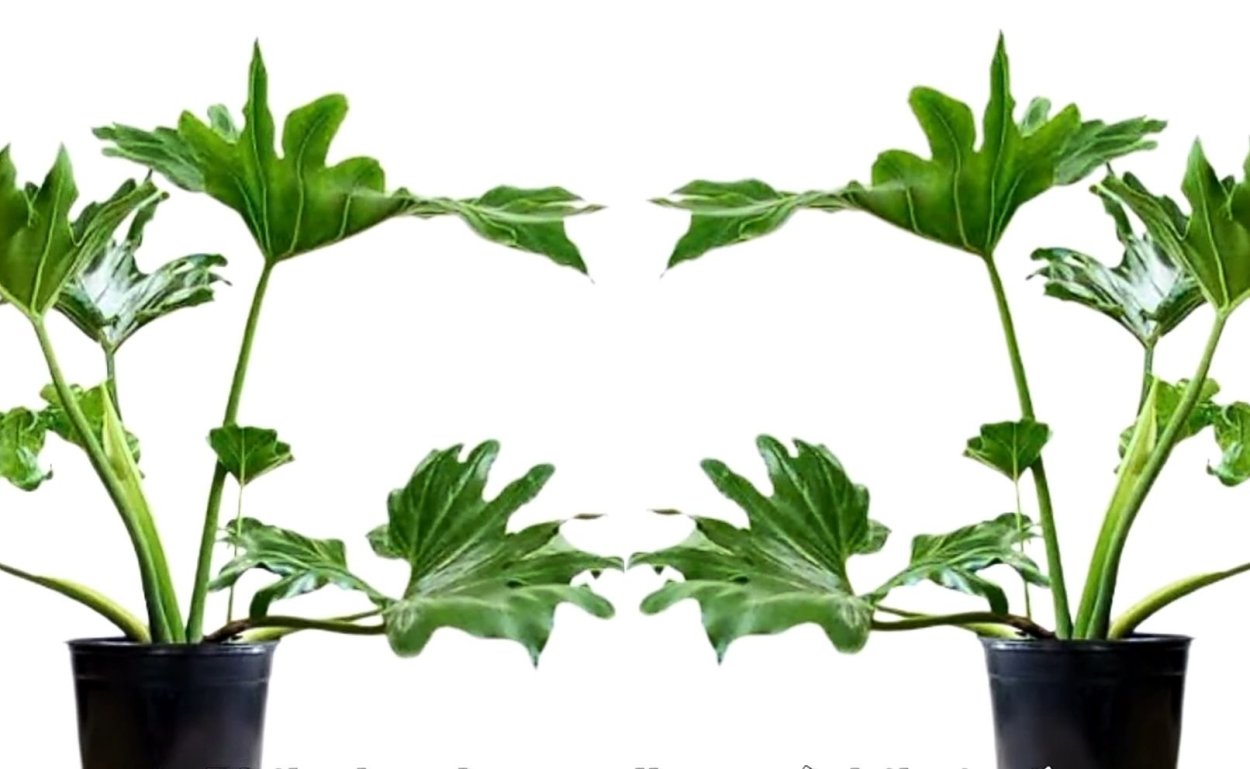 Филодендрон Ксанаду