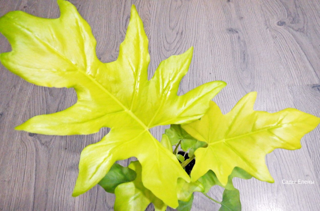 Эпипремнум giant Golden Pothos