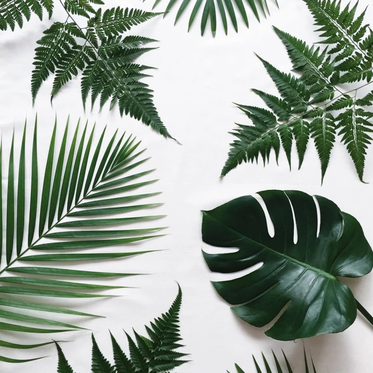 Листья пальмы и монстеры